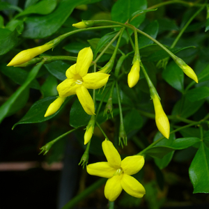 Showy Yellow Jasmine, Florida Yellow Jasmine, Jasminum floridum